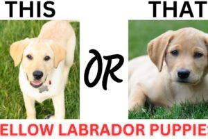 THIS or That Cute Yellow Labrador  PUPPY Edition!! Cutest Puppies Ever!!