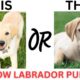 THIS or That Cute Yellow Labrador  PUPPY Edition!! Cutest Puppies Ever!!