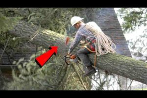 TOP Tree Cutting Fails Compilation & Idiots With Chainsaw ! Dangerous skills