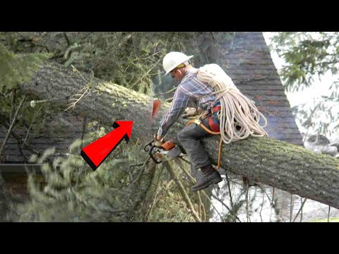 TOP Tree Cutting Fails Compilation & Idiots With Chainsaw ! Dangerous skills