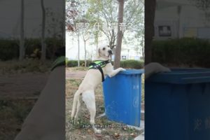 The Dog Rescues the Cat that Fell Into the Well, and the Friendship Between Animals is Touching