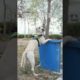 The Dog Rescues the Cat that Fell Into the Well, and the Friendship Between Animals is Touching