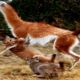 The Greatest Fights in The Animal Kingdom