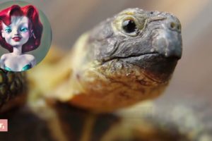 The Heartwarming Tale of Little Turtle and Her Animal Friends