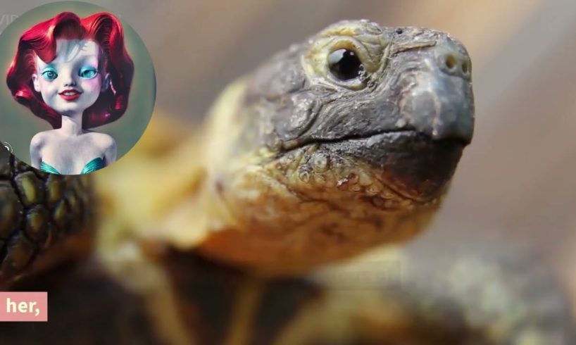 The Heartwarming Tale of Little Turtle and Her Animal Friends