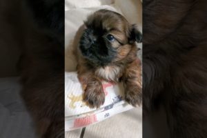 The Perfect Puppy for You #shihtzu #toydog #cute #puppies #cutebaby #dog