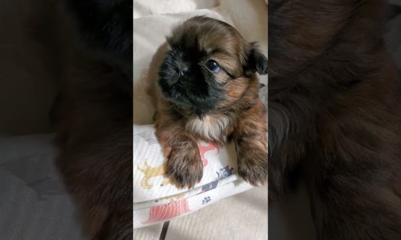 The Perfect Puppy for You #shihtzu #toydog #cute #puppies #cutebaby #dog