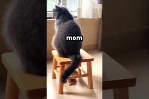 The TRUTH about LIFE as a MOM 🤣 | Wholesome Animals