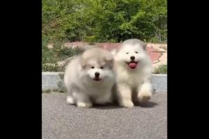 The cutest dogs