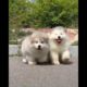 The cutest dogs