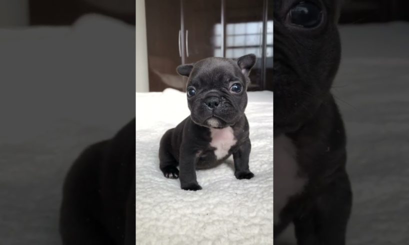 The cutest puppy of YouTube 🥰 #shorts #cuteanimals #frenchbulldog