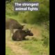 The strongest animal fights,watch the buffalo save it from the lion,Fictional