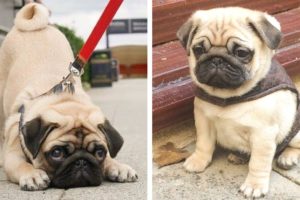 😍These Cute And Funny Pug Puppies Will Brighten Your Day 🐶| Cute Puppies
