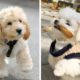 These Puppies Are So Adorable!😋 See What They Are Doing 😍😋| Cute Puppies