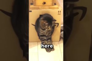 This CAT has a SECRET in it's BOX 🤣 | Wholesome Animals