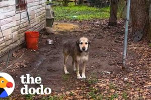 This Dog Had Been In Chains For 5 Years  | The Dodo