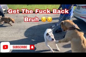 This Drunk Man Tried To Fight My Dog In The Middle Of The Hood 🤬🤬 With MarcosTVG