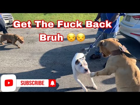 This Drunk Man Tried To Fight My Dog In The Middle Of The Hood 🤬🤬 With MarcosTVG