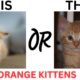 This or That Cutest Orange Kittens Ever!! THIS or That CUTEST Kitten Edition!!!