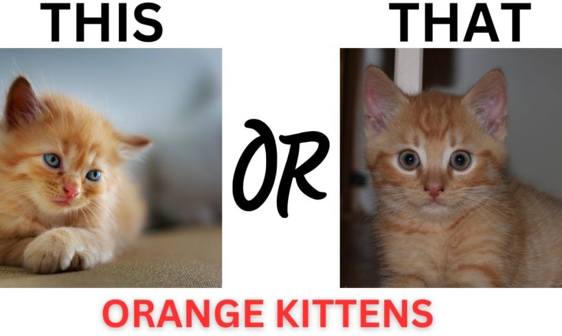 This or That Cutest Orange Kittens Ever!! THIS or That CUTEST Kitten Edition!!!