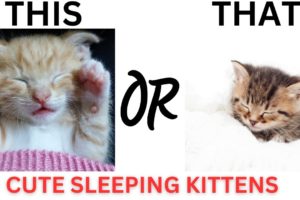 This or That Cutest Sleeping Kittens Ever!! THIS or That CUTEST Kitten Edition!!!