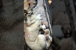 This pregnant street dog birthed her babies in the dirt and then protected them with her life