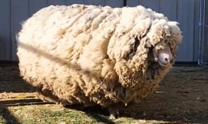 This sheep had no friends for 6 years. See her reaction when she gets one.