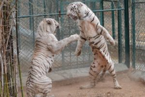 Tiger attack tiger - Animal fights - Rare white tiger vs tiger Easy fight