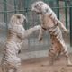 Tiger attack tiger - Animal fights - Rare white tiger vs tiger Easy fight