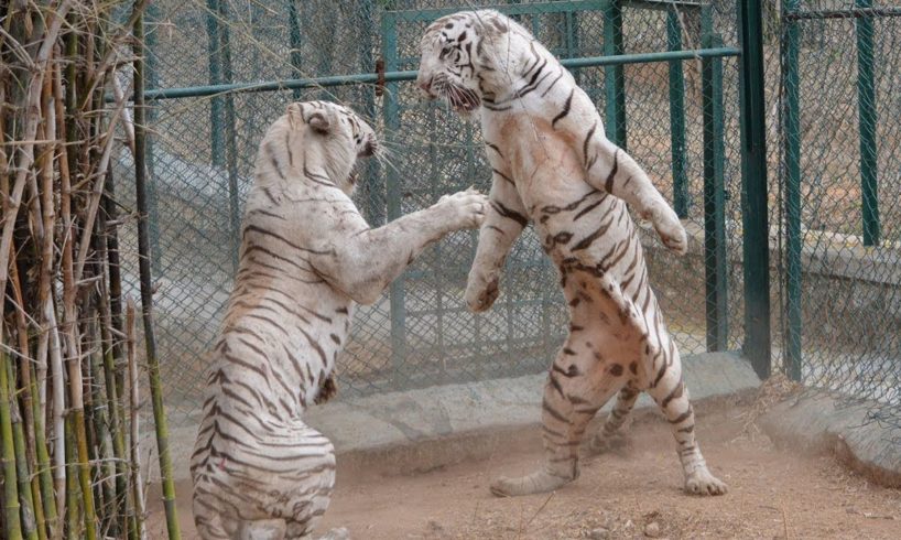 Tiger attack tiger - Animal fights - Rare white tiger vs tiger Easy fight