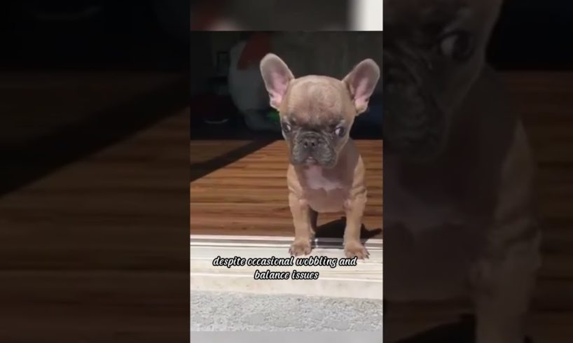 Tiny dog with hydrocephalus is still strong and alive #animals #rescue #frenchie #rescuedog