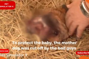 To protect the baby, the mother dog was cut off by the bad guys
