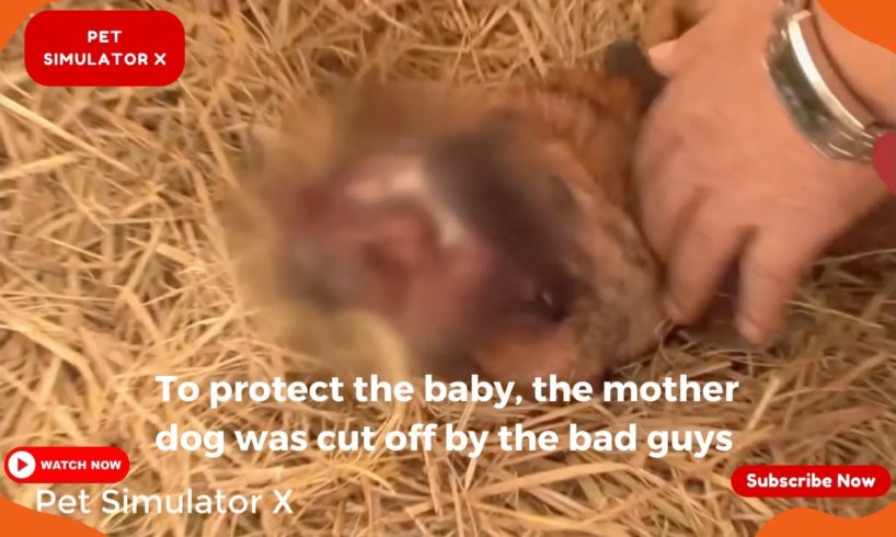 To protect the baby, the mother dog was cut off by the bad guys