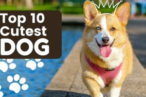 Top 10 Cutest Dog Breeds in the World | Cute Puppies #dogs #puppies