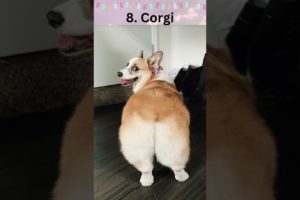 Top 10 Cutest dogs in the world #shorts #viral #trending