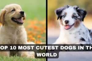 Top 10 Most Cutest Dogs In The World | 10 Most Cutest Dogs In The World | Beautiful Cutest Dogs