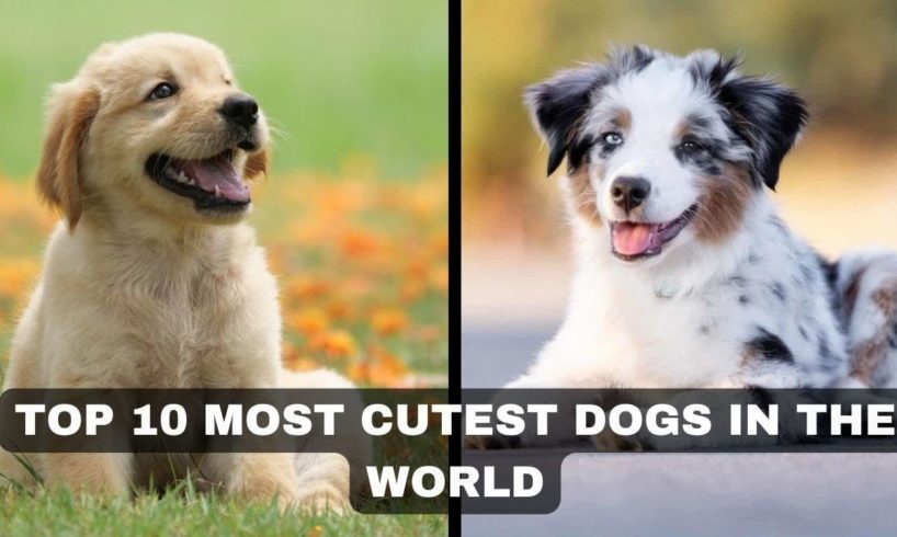 Top 10 Most Cutest Dogs In The World | 10 Most Cutest Dogs In The World | Beautiful Cutest Dogs