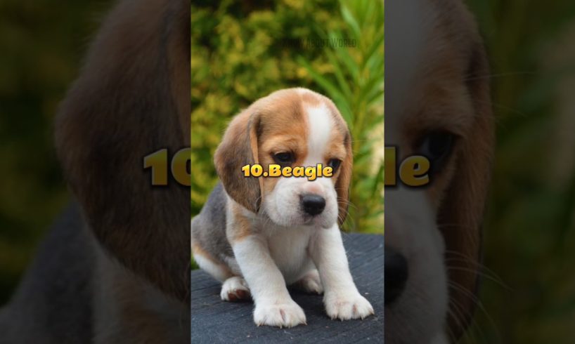 Top 10 Most Cutest Dogs In The World #shorts #top10 #viral