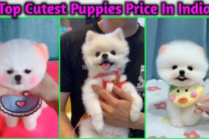 Top Cutest puppies Price In India | Pomeranian Dog price in India | teacup dog price in India