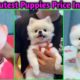 Top Cutest puppies Price In India | Pomeranian Dog price in India | teacup dog price in India