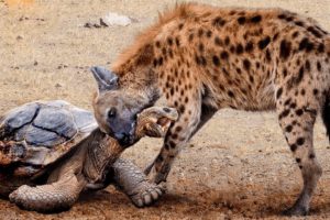 Tortoise torn to pieces! 25 CRAZIEST ANIMAL FIGHTS CAUGHT ON CAMERA