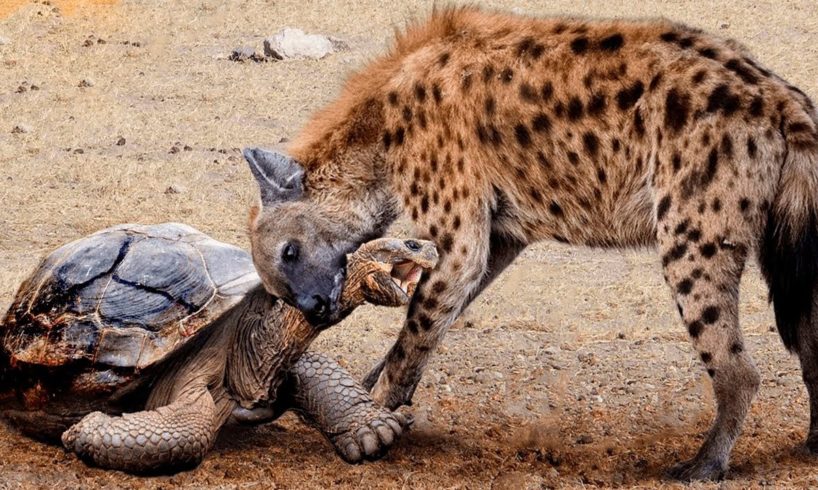 Tortoise torn to pieces! 25 CRAZIEST ANIMAL FIGHTS CAUGHT ON CAMERA