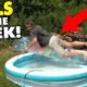 Try Not To Laugh Challenge! Funniest Fails Of The Week | Fail Compilation 2023 #46