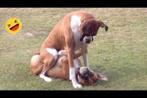 Try Not To Laugh Dogs And Cats 😁 - Best Funniest Animals Video 2023 #2