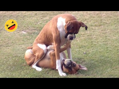 Try Not To Laugh Dogs And Cats 😁 - Best Funniest Animals Video 2023 #2