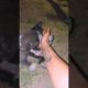 Two Adorable Puppies Meet in the Dark - You Won't Believe What Happens Next! #shorts #animals #dog