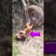Two Little Monkeys with Funny Voices#animals #monkey