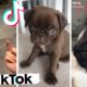 Ultimate Funny Dogs and Cute Puppies of TIKTOK Compilation