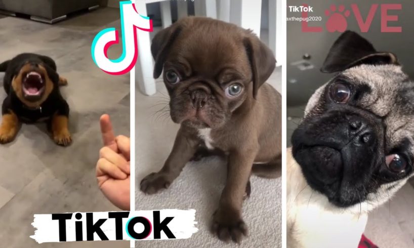 Ultimate Funny Dogs and Cute Puppies of TIKTOK Compilation