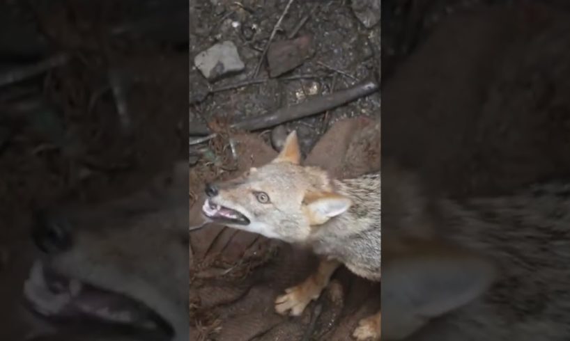 Unbelievable Jackal Rescue from a Deep Well #shorts